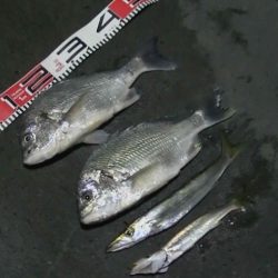 5目釣りクロダイ、キビレ、カマス、アナゴ